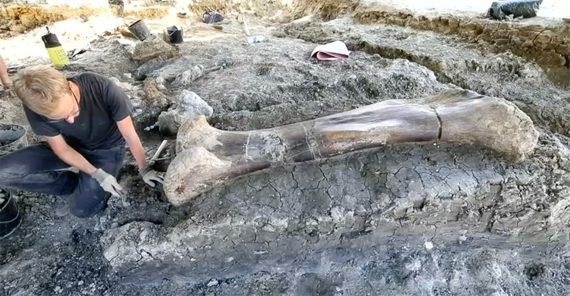 ¡Científicos hallan hueso de fémur de casi 2 metros perteneciente a un dinosaurio!