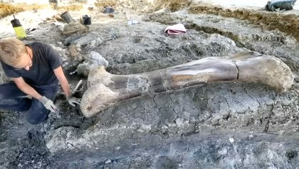 ¡Científicos hallan hueso de fémur de casi 2 metros perteneciente a un dinosaurio!