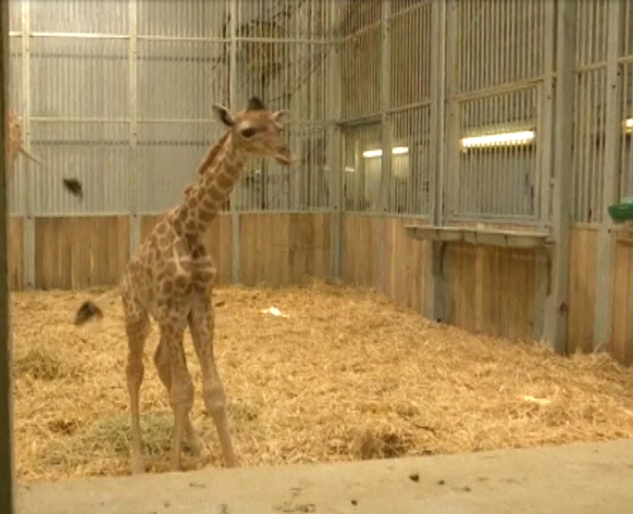 ¡Ternuringa! Nace una jirafa con copete muy peuliar en el zoológico de Paris 