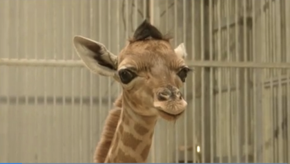 ¡Ternuringa! Nace una jirafa con copete muy peuliar en el zoológico de Paris