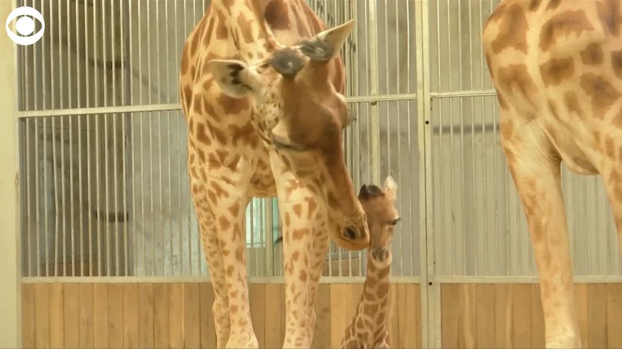 ¡Ternuringa! Nace una jirafa con copete muy peuliar en el zoológico de Paris 