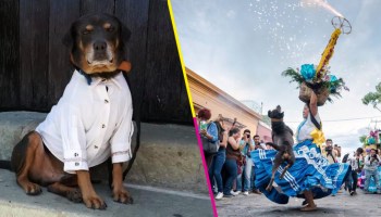 Mazapán, el perrito bailador de Oaxaca, recibió una guayabera y va a ir a la Guelaguetza