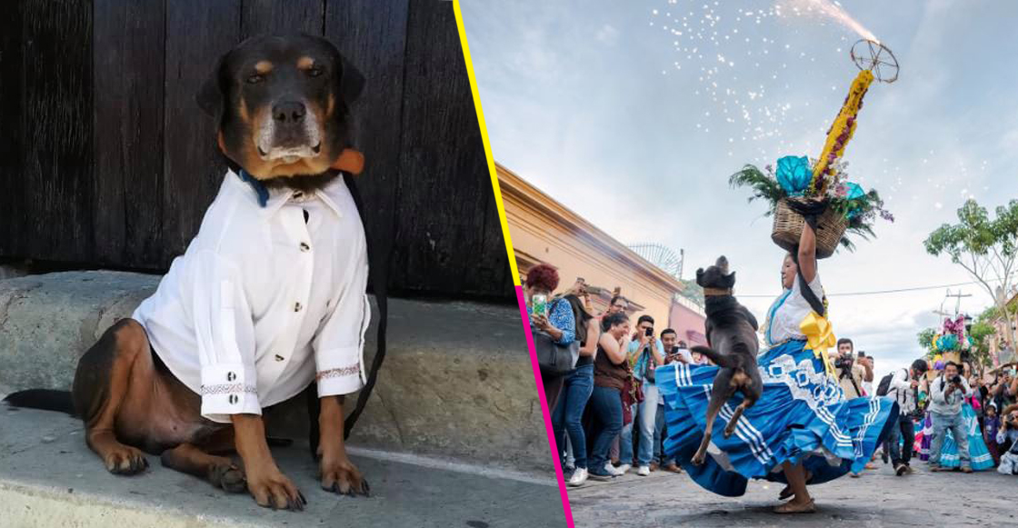 Mazapán, el perrito bailador de Oaxaca, recibió una guayabera y va a ir a la Guelaguetza