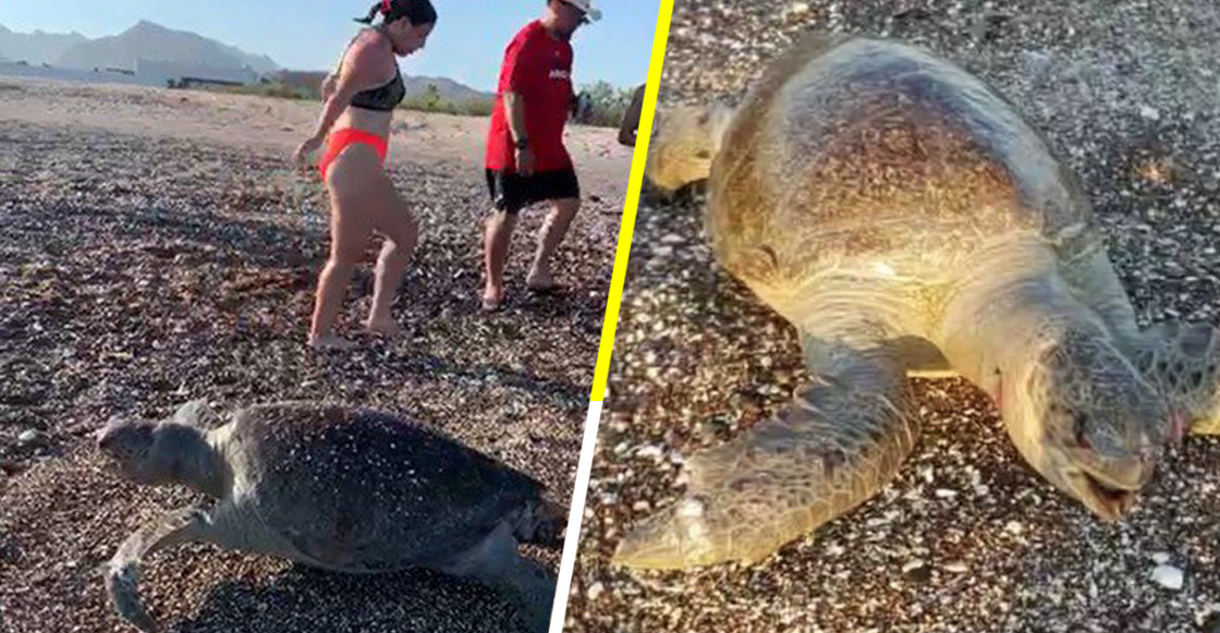 Graban la muerte de una tortuga marina en Mar de Cortés; culpan a derrame de Grupo México