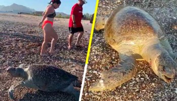 Graban la muerte de una tortuga marina en Mar de Cortés; culpan a derrame de Grupo México