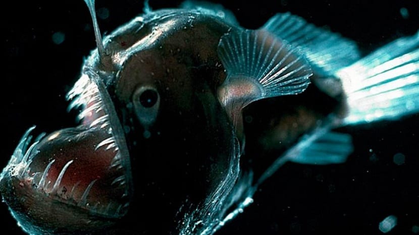 Un tercio de peces mexicanos, en peligro de extinción