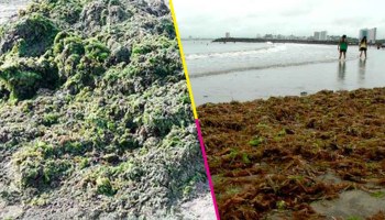 A Boca del Río, Veracruz, comenzó a llegar sargazo verde; no es peligrosa para los bañistas