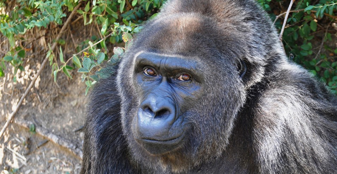 Murió Trudy, una de los últimos gorilas capturadas en libertad para exhibición