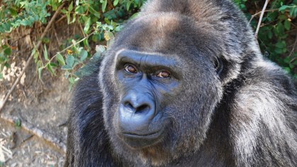Murió Trudy, una de los últimos gorilas capturadas en libertad para exhibición