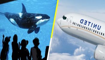 United Airlines deja de vender boletos para SeaWorld por crueldad animal