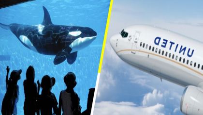 United Airlines deja de vender boletos para SeaWorld por crueldad animal