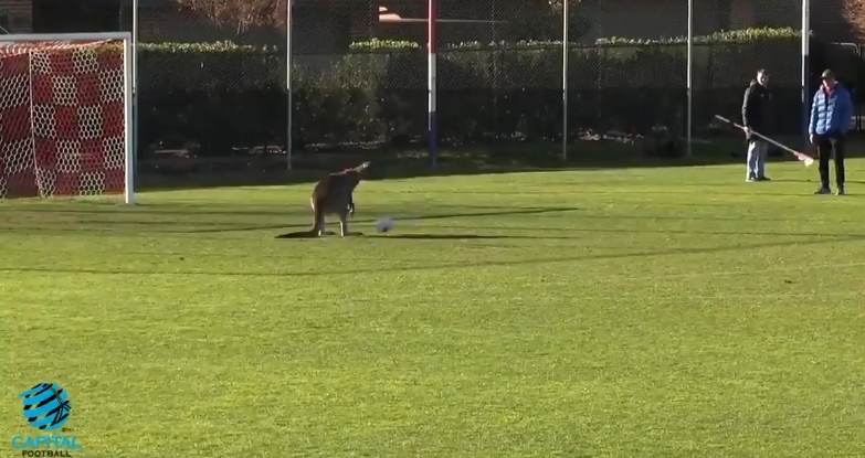 Un canguro se sintió futbolista y paró por media hora un partido de futbol