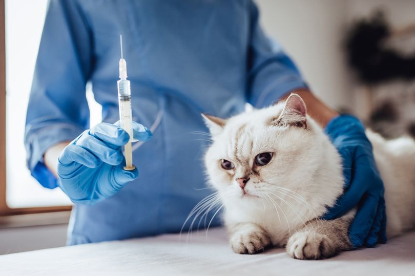 ¡Meaw! Encuentran vacuna contra la alergia a los gatos 