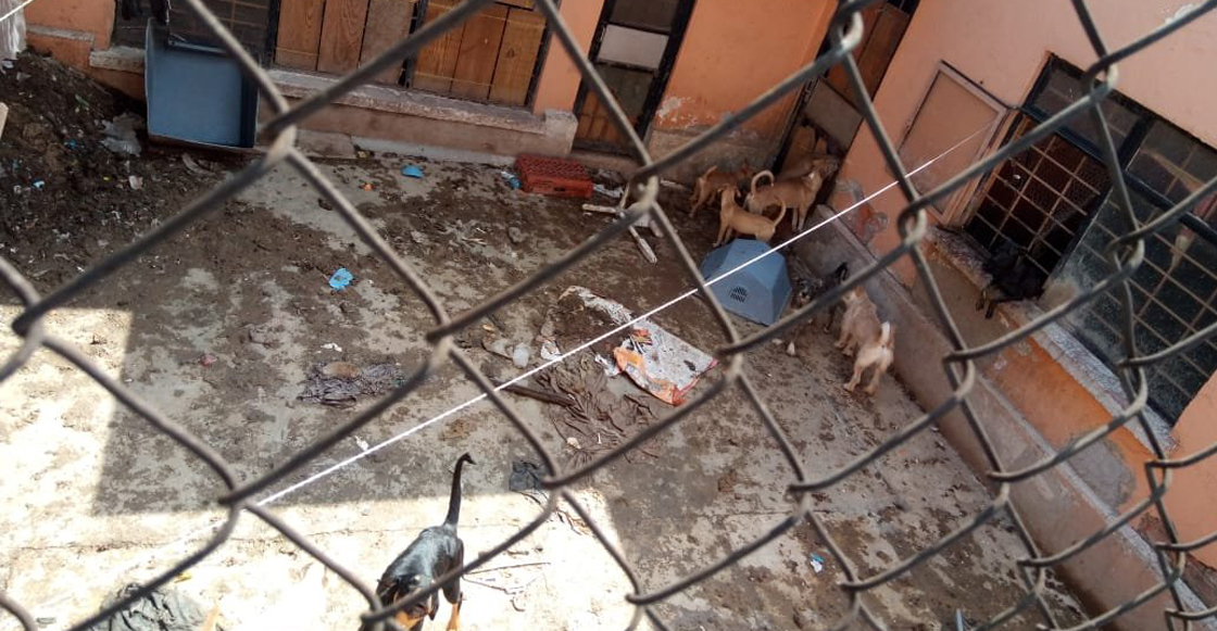 Al menos 20 perros viven encerrados sin comida en la colonia Lindavista