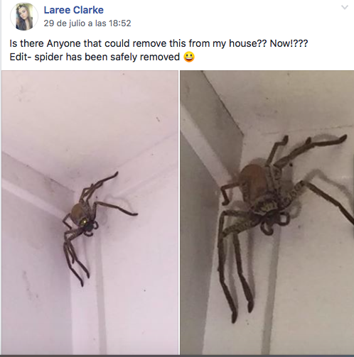 ¡WTF! Esta araña gigante se resguardó en una casa de Australia 