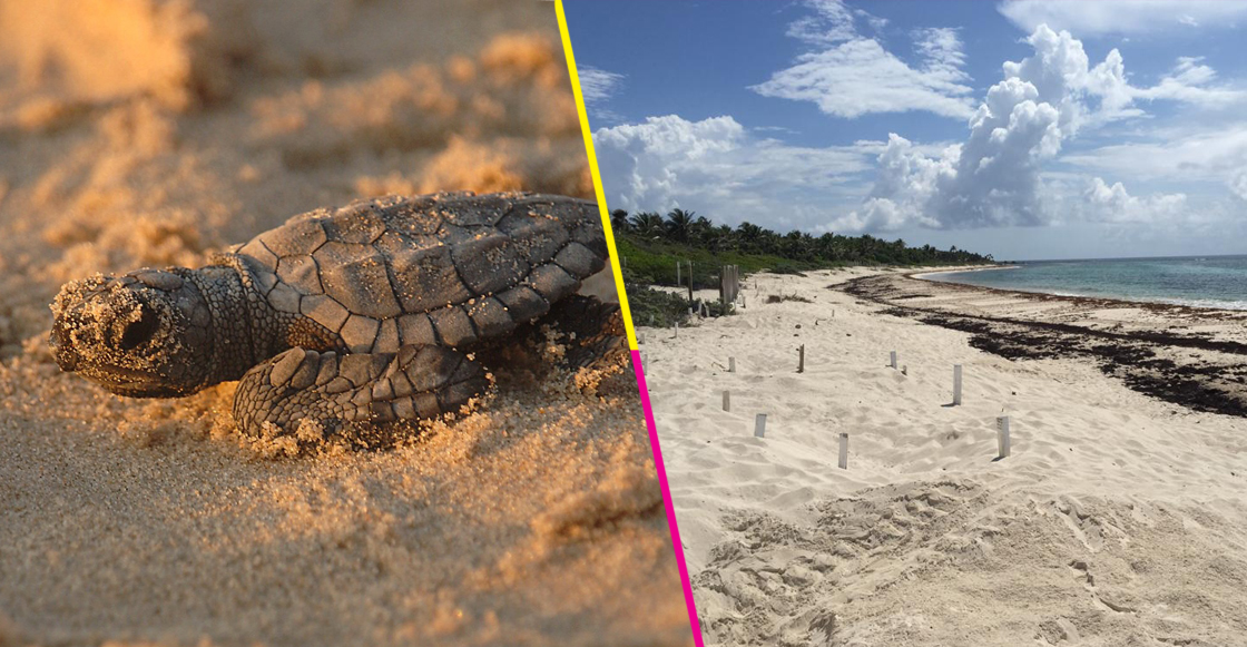 Gobierno de Quintana Roo afirma que no hay muerte masiva de tortugas por sargazo