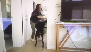 YouTuber es investigada por maltrato animal tras golpear a su perro en un video