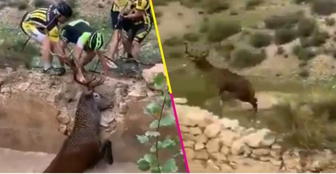 grupo-de-ciclistas-salvo-a-un-ciervo-de-morir-ahogado