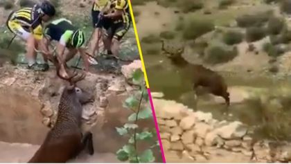 grupo-de-ciclistas-salvo-a-un-ciervo-de-morir-ahogado