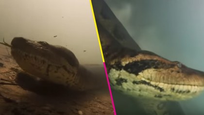 buzos-grabaron-a-una-anaconda-gigante