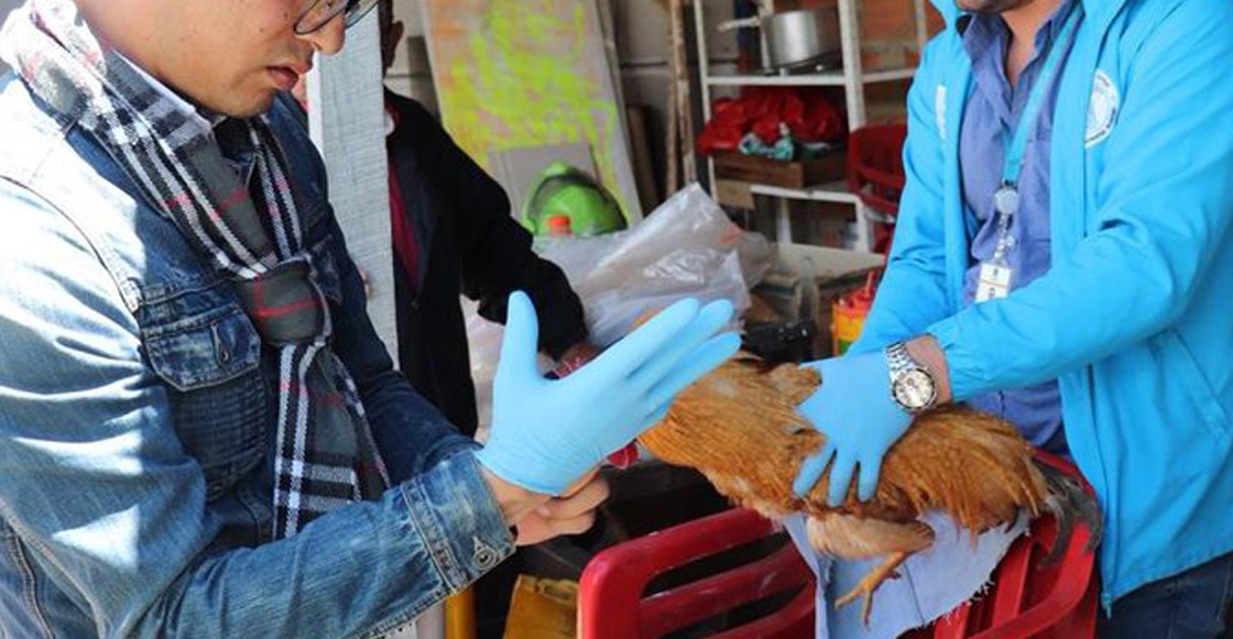 Mundo enfermo y triste: Hombre de la tercera edad abusa sexualmente de gallinas