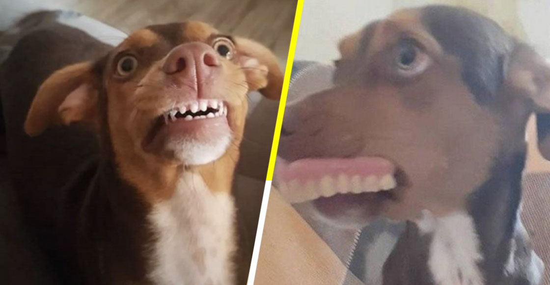Una perrita robó la dentadura postiza de una abuelita y las fotos son lo mejor que hemos visto
