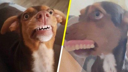 Una perrita robó la dentadura postiza de una abuelita y las fotos son lo mejor que hemos visto