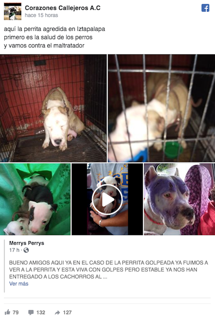 maltrato-animal-pitbull-iztapalapa