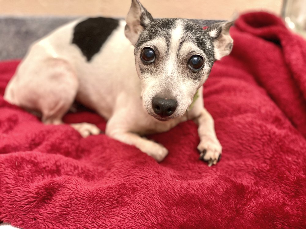 Mujer logra reunirse con su perrita perdida… ¡12 años después!