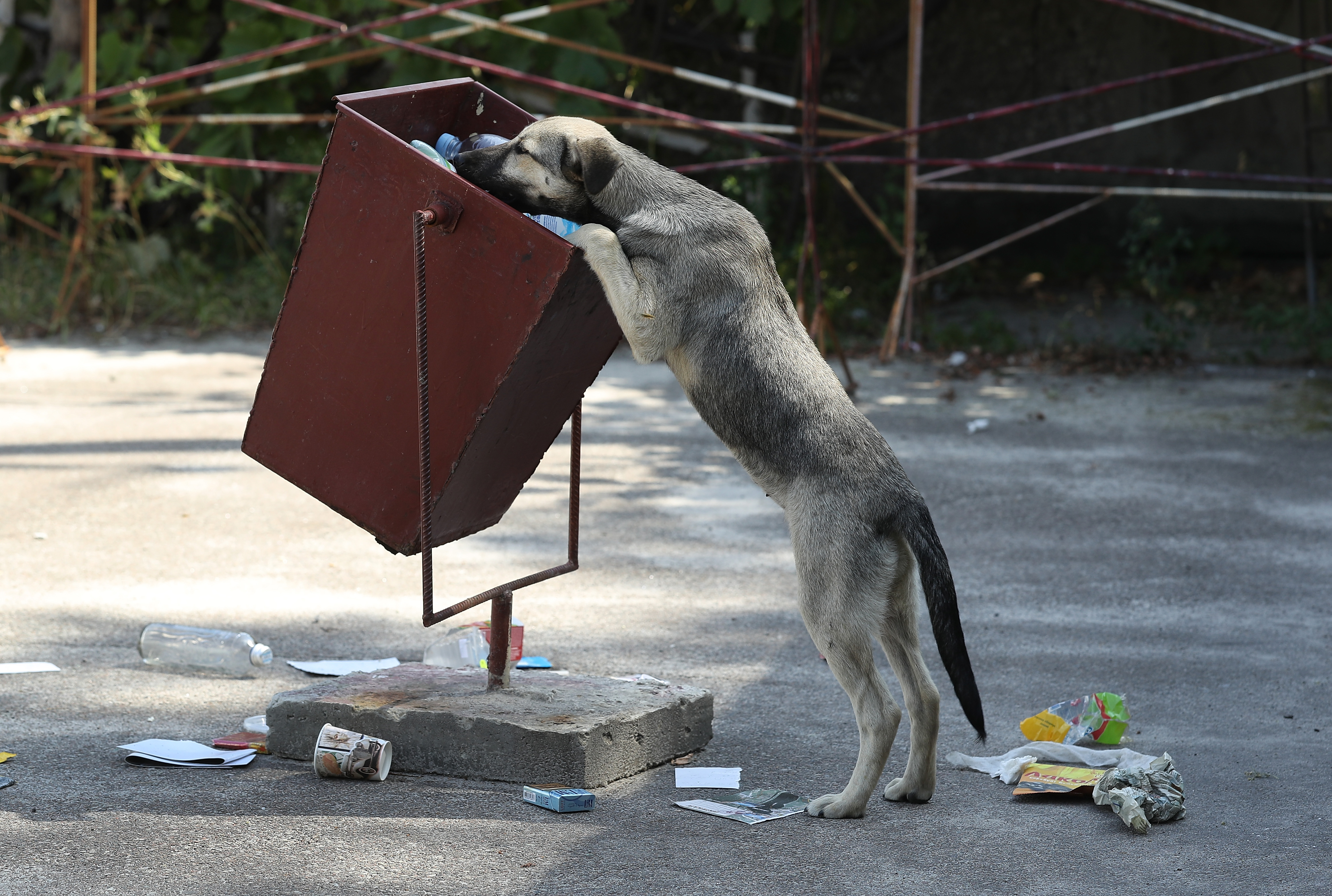 Envenenan a 20 perros "callejeros" con comida que dejaron en bolsas