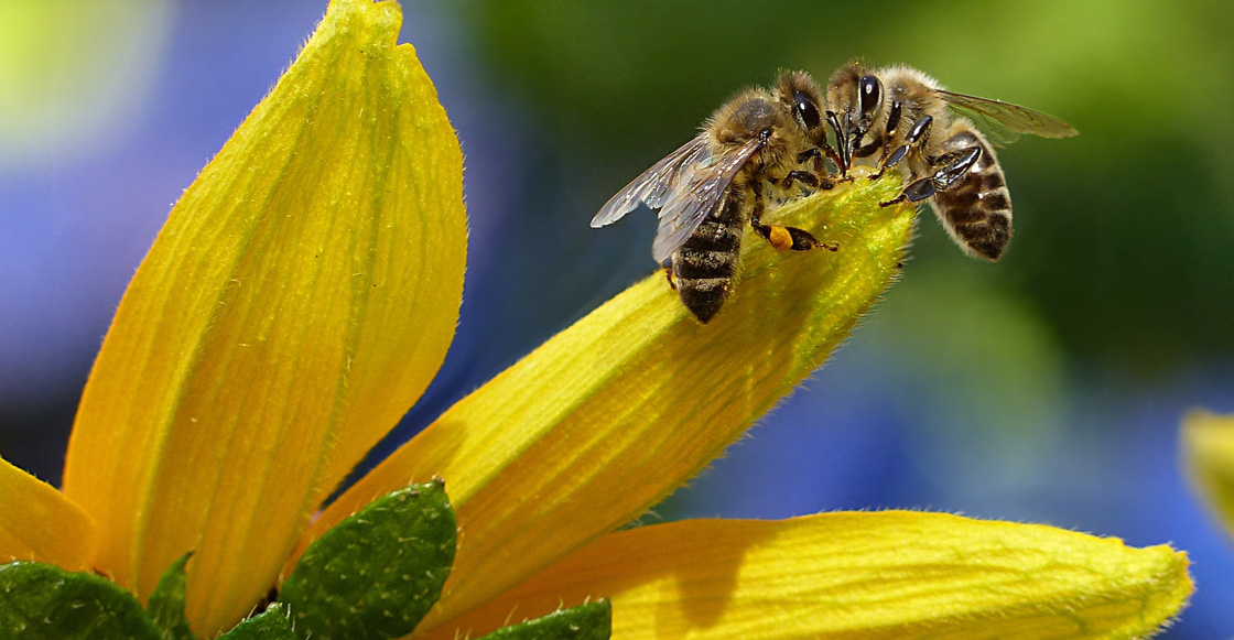 ¡Es oficial! Las abejas son declaradas como el animal más importante de la Tierra