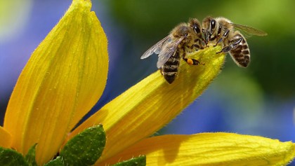 ¡Es oficial! Las abejas son declaradas como el animal más importante de la Tierra