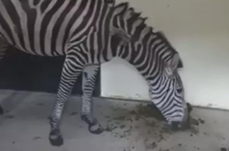 Denuncian la crueldad animal que se vive en el Zoológico de Aragón