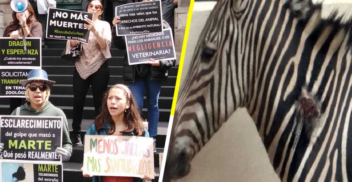 Denuncian la crueldad animal que se vive en el Zoológico de Aragón