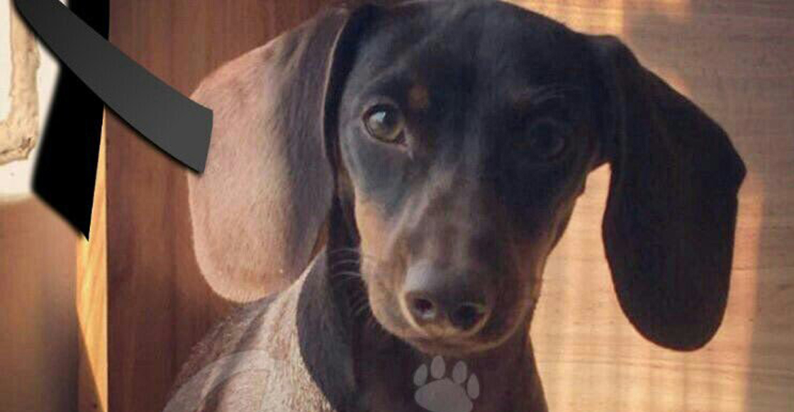 #JusticiaParaMorita: Tras arrojar a una perrita desde un 5° piso, culpable pagará 30 mil pesos