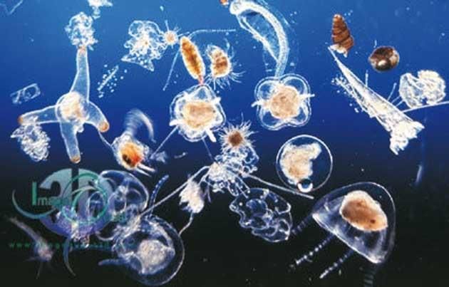 microorganismos marinos