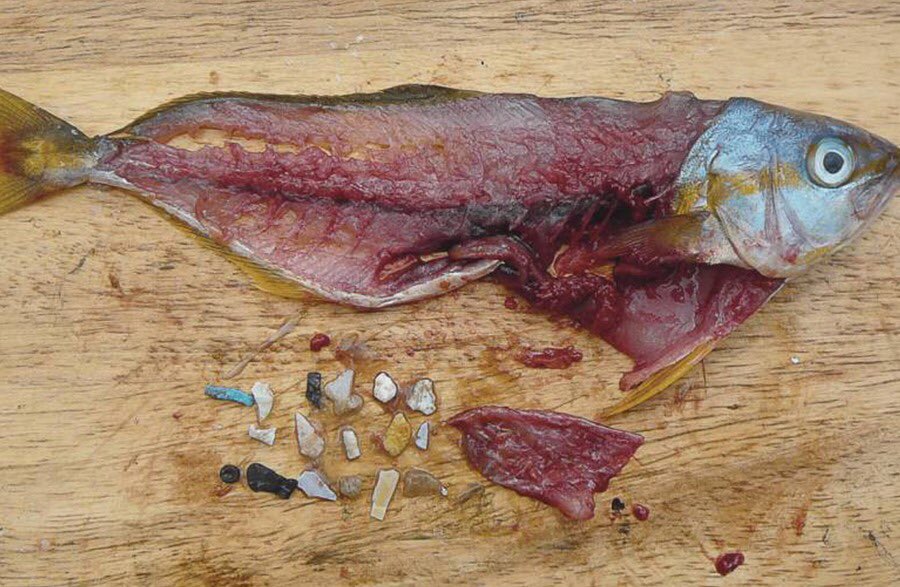 Hay microplásticos dentro de 1 de cada 5 peces mexicanos