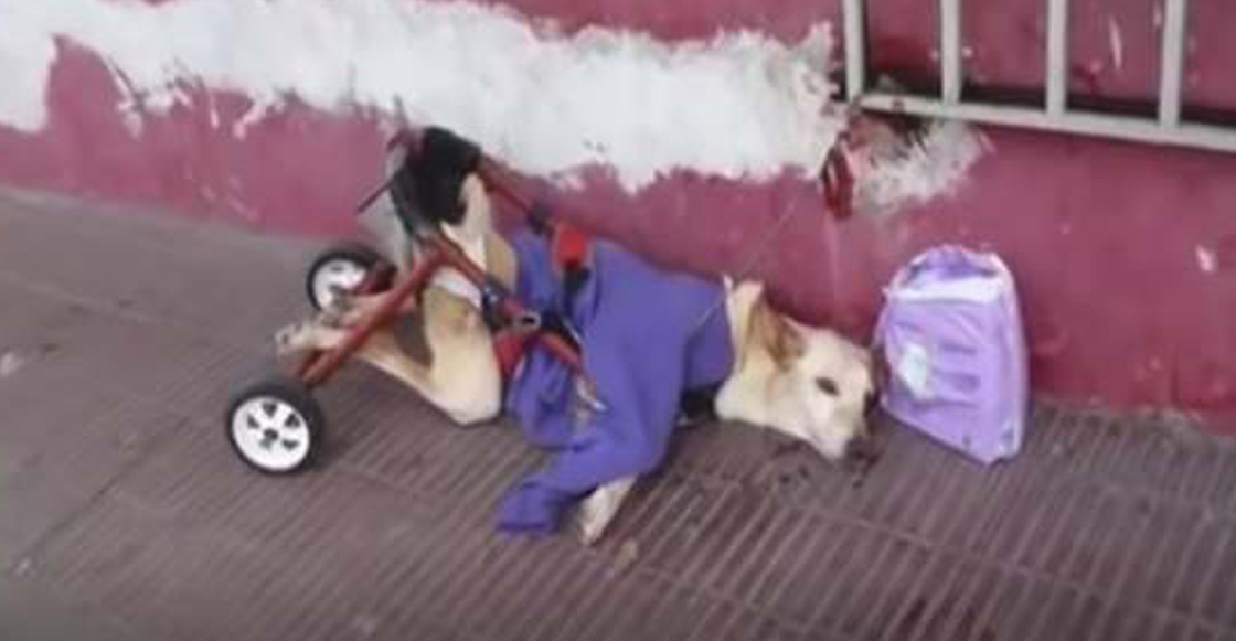 La historia más triste que leerás hoy: El caso de la perrita en silla de ruedas que fue abandonada