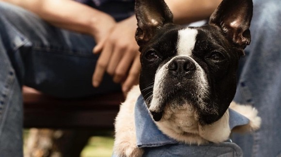 H&M lanza una colección de ropa para que tú y tu perro se vistan igual 