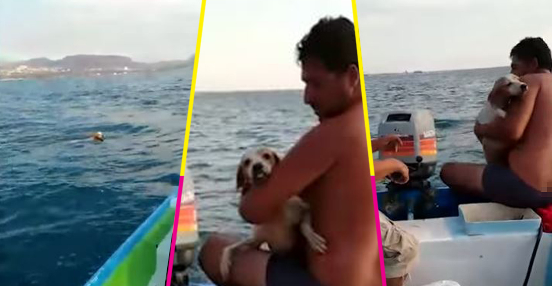 ¡Aplausos! Unos pescadores rescataron a un perrito del mar en Baja California Sur