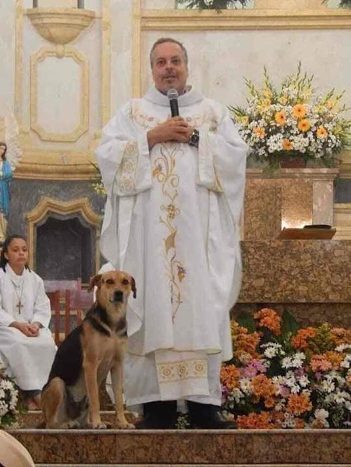 Fe restaurada: Sacerdote lleva a perritos callejeros a misas dominicales para que puedan ser adoptados