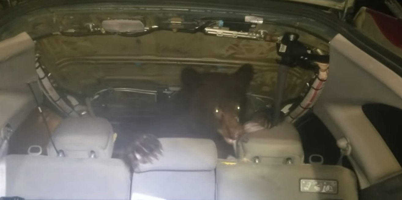 Tranquilidad nivel: encuentra un oso en su auto y reacciona como si nada