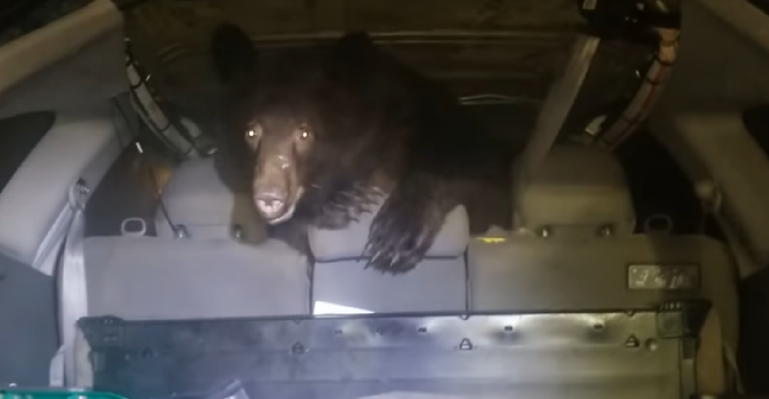 encuentra un oso en su auto y reacciona como si nada