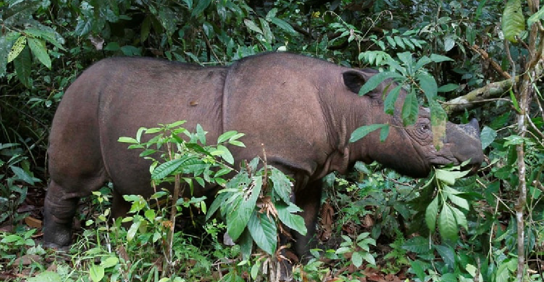 Oficialmente extinto en Malasia: Muere el último rinoceronte de Sumatra que habitaba ese país