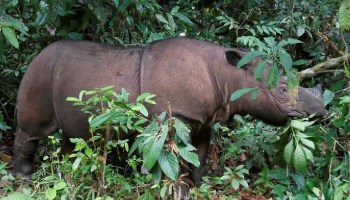 Oficialmente extinto en Malasia: Muere el último rinoceronte de Sumatra que habitaba ese país