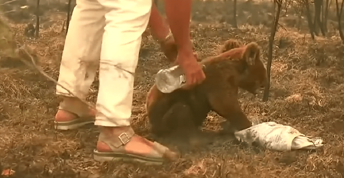 Lagrimita mil: Murió el koala que fue rescatado de un incendio en Australia