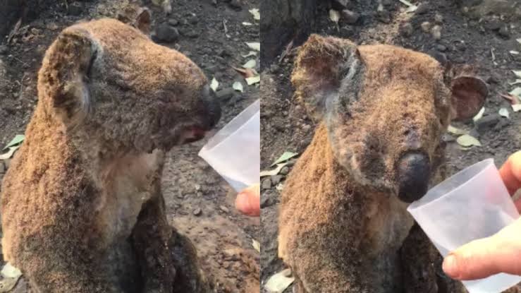 Conoce a ‘Oso’, el perro rescatista que ayuda a buscar koalas entre los incendios de Australia 