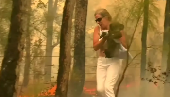 mujer-rescata-koala-video-fotos-valiente-incendios-australia-01
