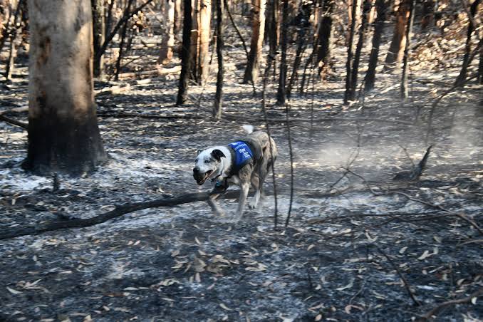 Conoce a ‘Oso’, el perro rescatista que ayuda a buscar koalas entre los incendios de Australia 
