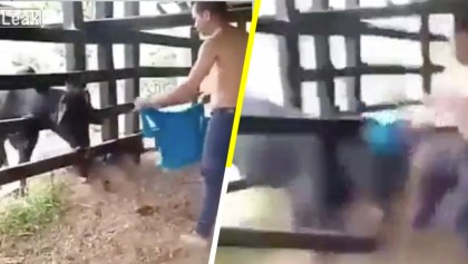 Karma instantáneo: Sujeto se burla de una vaca que está atrapada y recibe su merecido